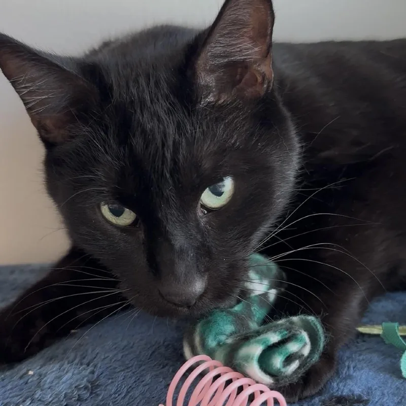 A senior extra large-sized male Black Domestic Short Hair cat named Oliver for adoption in Redwood City, CA