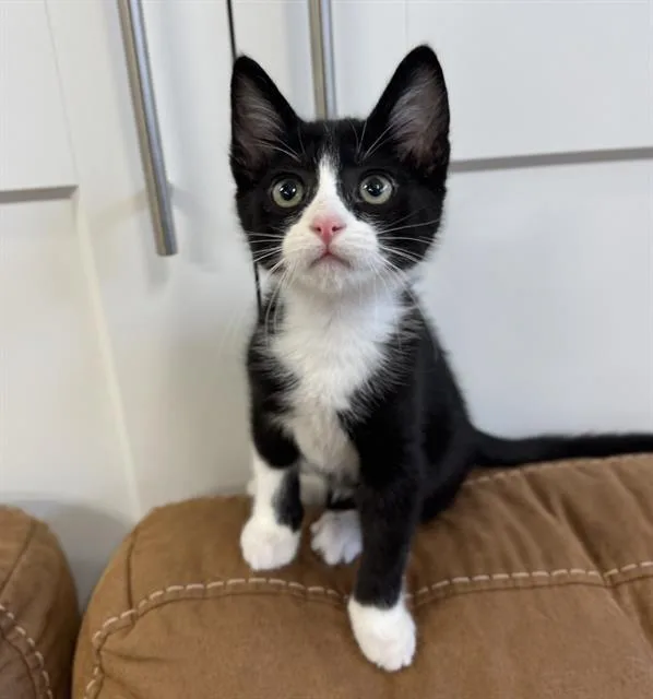 A baby small-sized male Domestic Short Hair cat named Nelson for adoption in Sacramento, CA