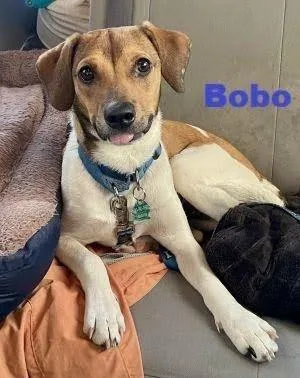 A baby small-sized male Jack Russell Terrier dog named Bobo for adoption in Carneys Point, NJ