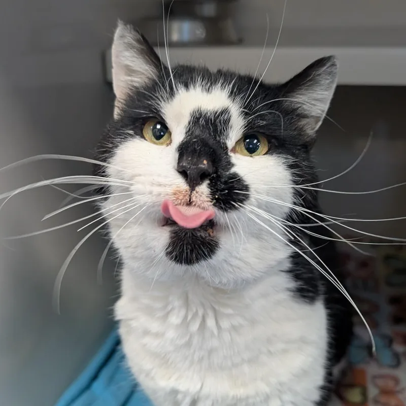 An adult large-sized male White Domestic Short Hair cat named Olaf for adoption in Watertown, NY