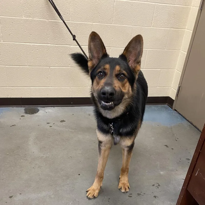 An adult large-sized male Black Mixed Breed dog named Billy for adoption in Memphis, TN