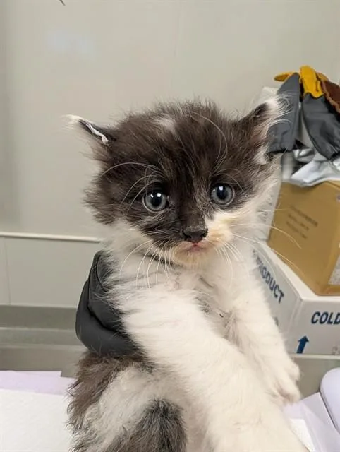 A baby small-sized male Domestic Short Hair cat named Shaggy for adoption in Ontario, CA