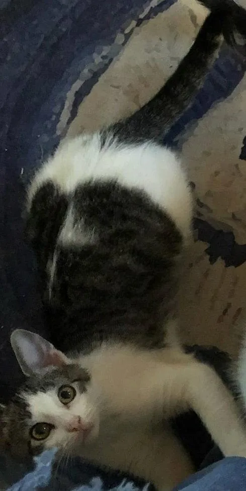 Maxwell