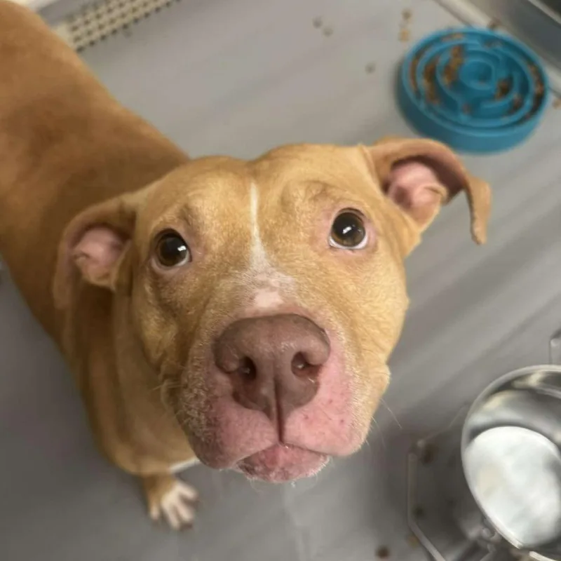 An adult medium-sized female Golden Pit Bull Terrier dog named Juniper for adoption in Rocky Mount, VA
