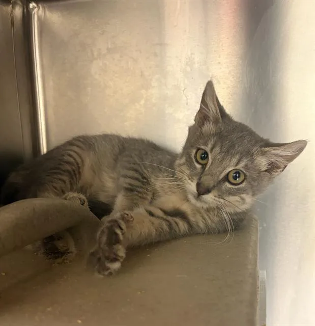 A baby small-sized male Domestic Short Hair cat named Ciabatta for adoption in West Valley City, UT