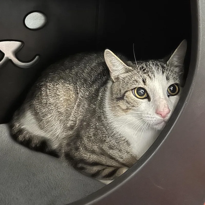 A young medium-sized male Brown / Chocolate Domestic Short Hair cat named Zoro for adoption in Titusville, FL