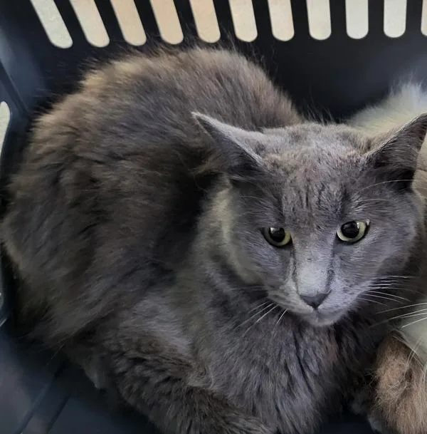 An adult medium-sized male Domestic Medium Hair cat named Pen c Macaron for adoption in Lawrenceville, GA