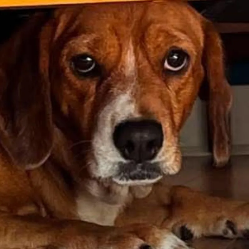 An adult medium-sized female Beagle dog named Sapphire for adoption in Prospect, KY