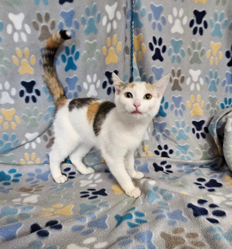 A baby medium-sized female Domestic Short Hair cat named MaryKate for adoption in Wabash, IN