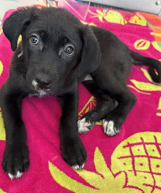 A baby small-sized female Labrador Retriever dog named Cookie for adoption in Lancaster, CA