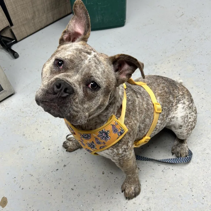 An adult medium-sized female Brindle English Bulldog dog named Freckles for adoption in Uniontown, PA