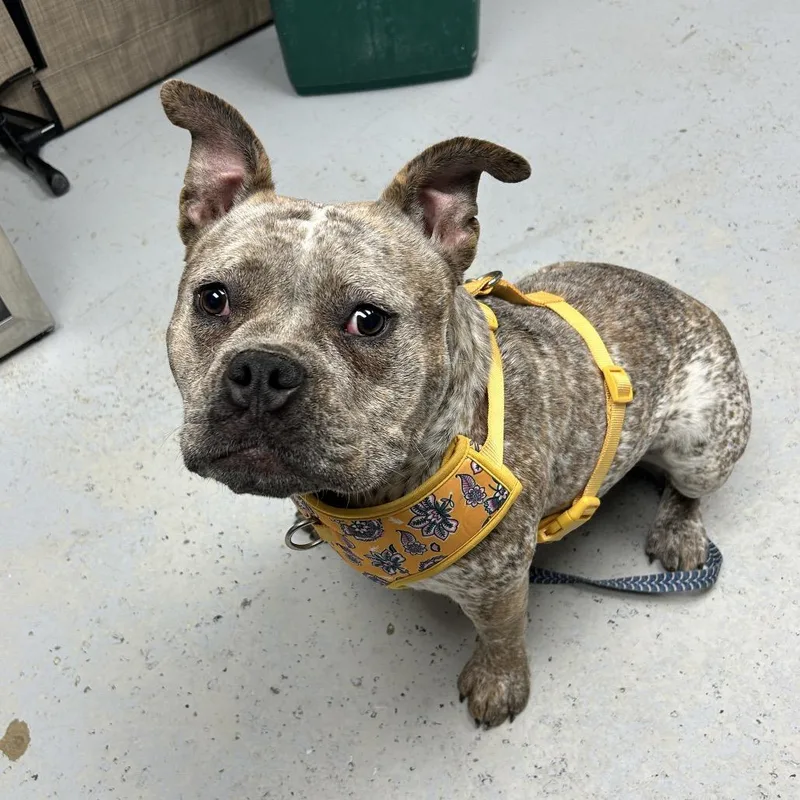 Freckles thumbnail 2