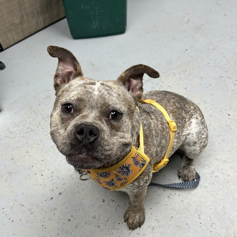 Freckles thumbnail 3