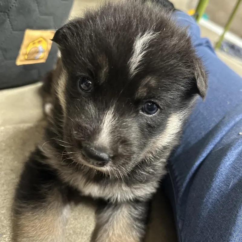 A baby small-sized female Black Husky dog named Yosha for adoption in Hawthorne, CA