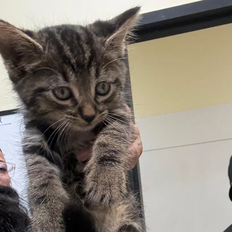 A baby small-sized male Brown / Chocolate Domestic Medium Hair cat named Doug for adoption in Galveston, TX