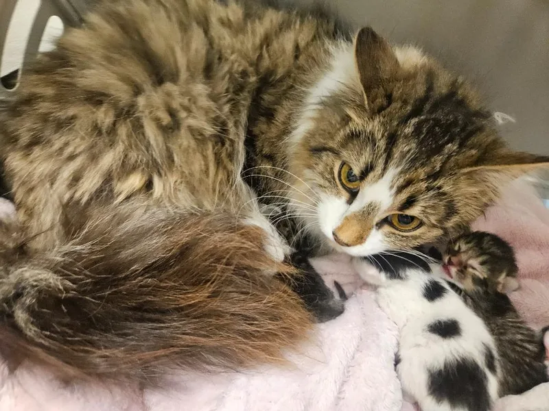 A baby medium-sized female Domestic Long Hair cat named Gizmo for adoption in Johnson City, TN