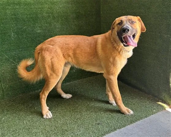 A young large-sized male Anatolian Shepherd dog named Jaxx for adoption in Lancaster, CA