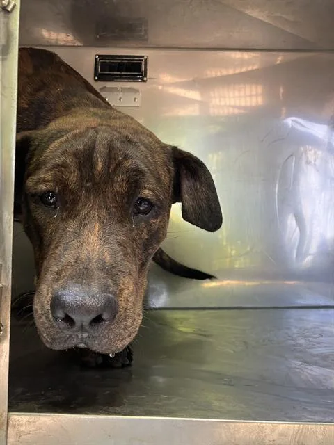 An adult medium-sized male Mixed Breed dog named Sparkie for adoption in Dallas, TX