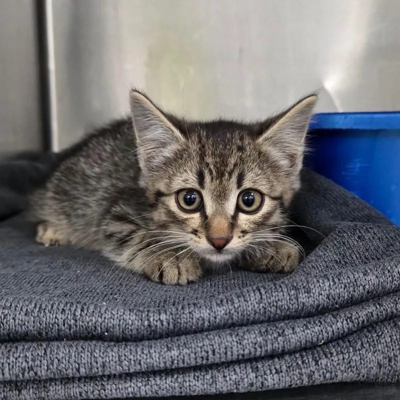 A baby small-sized male Brown / Chocolate Domestic Short Hair cat named Iggy for adoption in Idaho Falls, ID