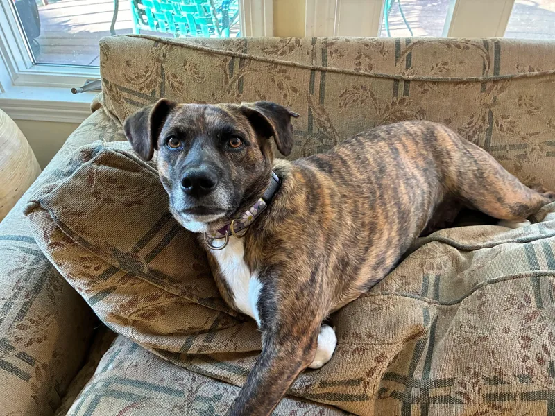 An adult medium-sized female Plott Hound dog named Galaxy for adoption in Portland, ME