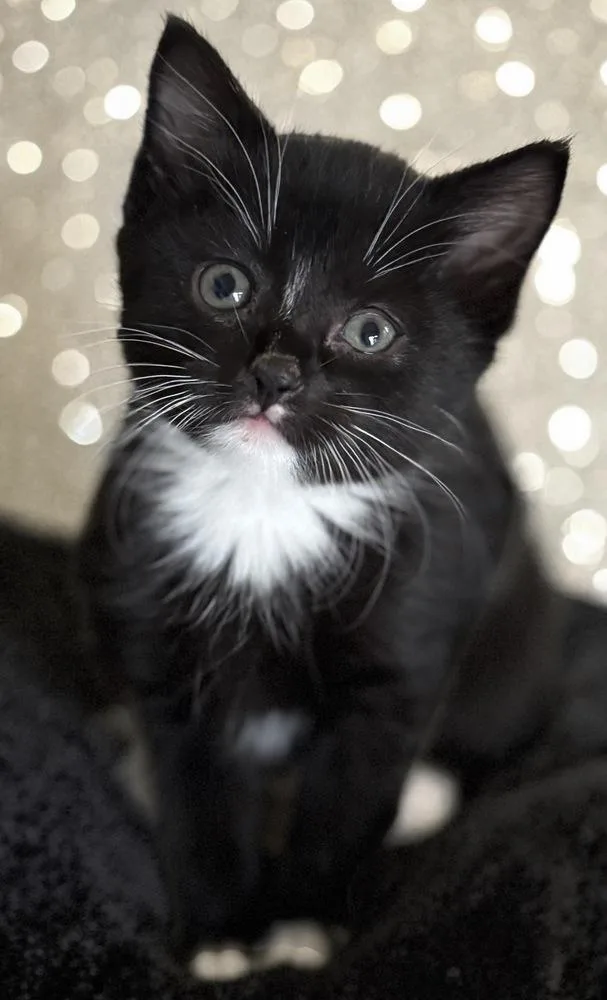 A baby small-sized female Black & White / Tuxedo Domestic Short Hair cat named Panga Wood for adoption in Mount Laurel, NJ