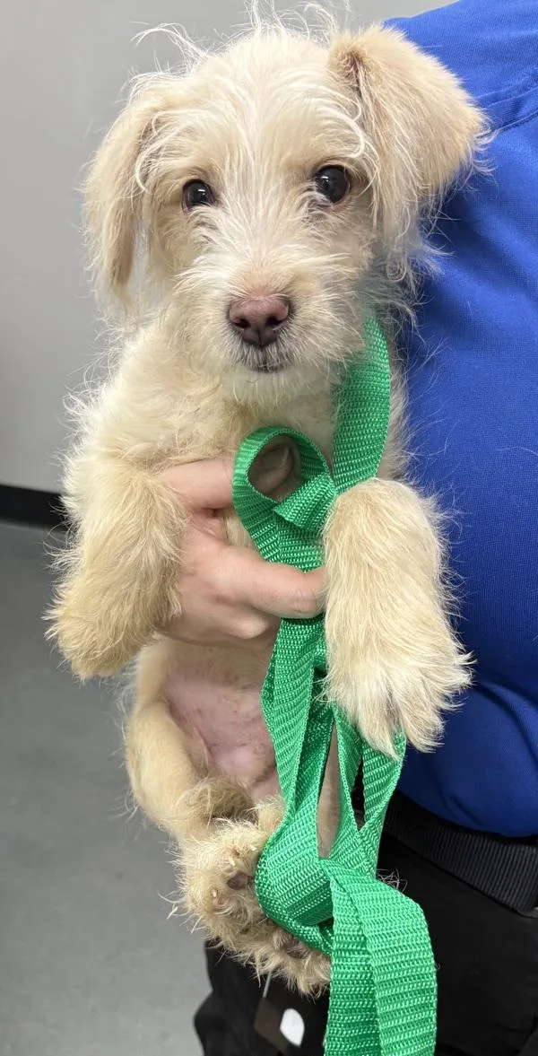 A baby small-sized male Terrier dog named Pen  Bentley for adoption in Lawrenceville, GA