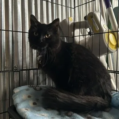 A baby medium-sized female Black Domestic Medium Hair cat named Nightcrawler for adoption in Denver, CO