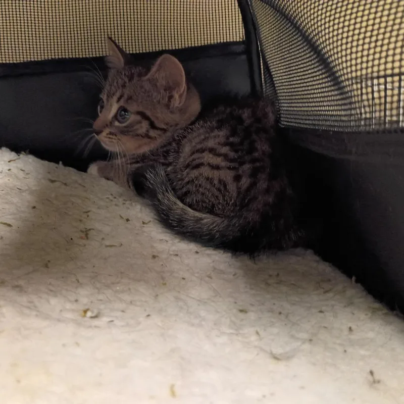 A baby small-sized female Brown / Chocolate Domestic Short Hair cat named Pixie for adoption in Columbus, GA