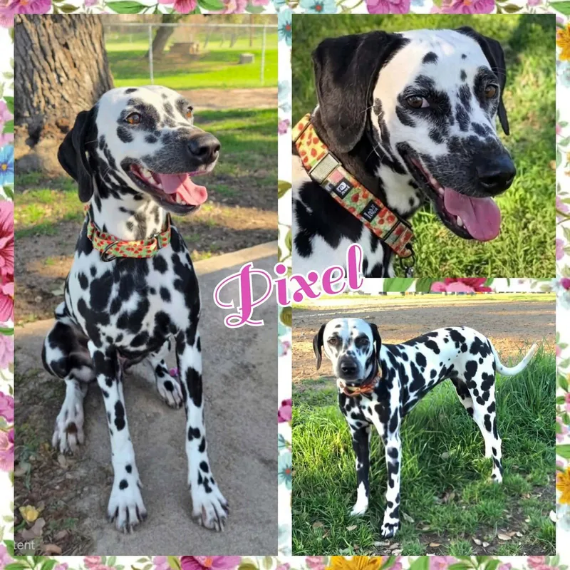 A young medium-sized female Dalmatian dog named Pixel for adoption in Colorado Springs, CO