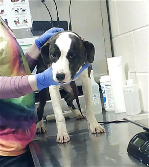 A young small-sized female Pit Bull Terrier dog named A for adoption in Fayetteville, NC