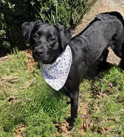 An adult medium-sized female Labrador Retriever dog named Addy for adoption in Midland, VA