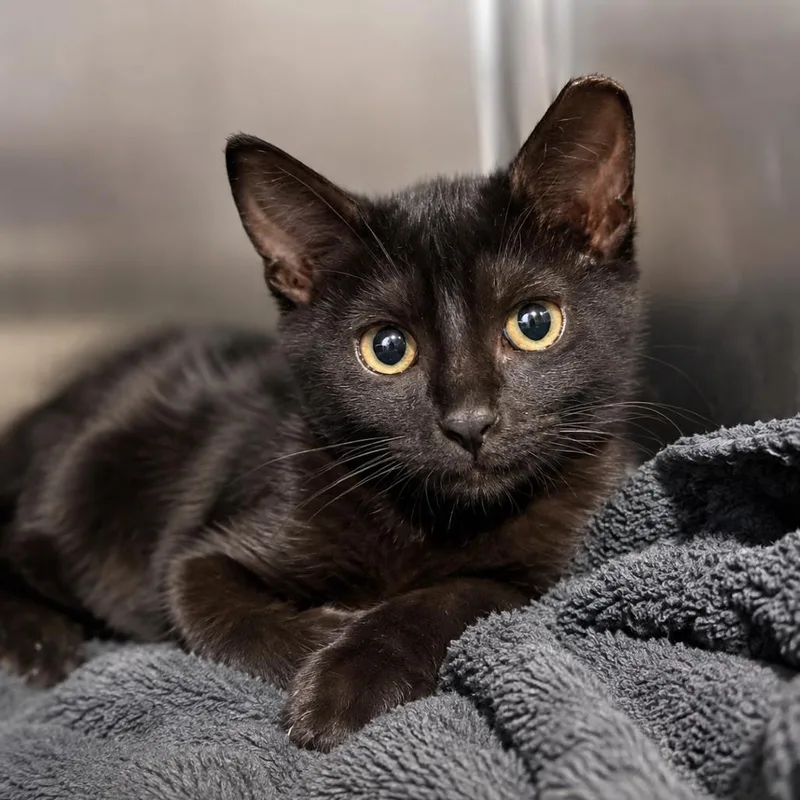 A baby medium-sized female Black American Shorthair cat named Talladega for adoption in Houston, TX
