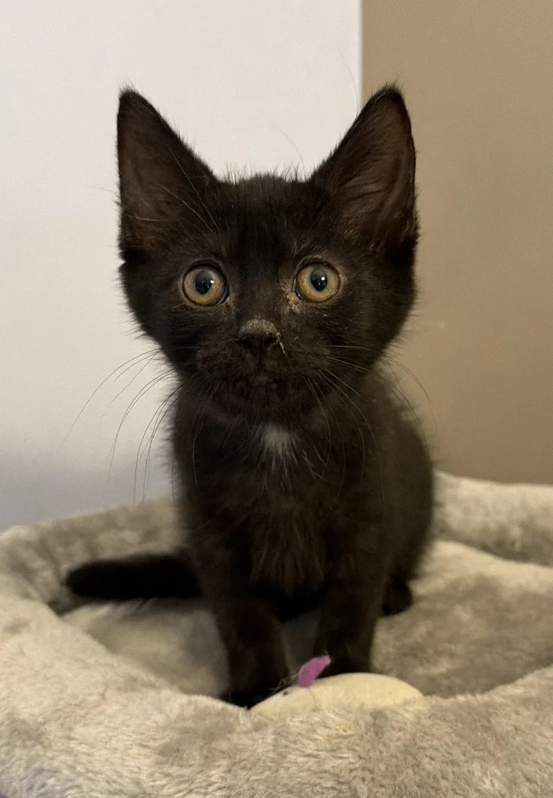 A young medium-sized female Black Domestic Short Hair cat named Hadleigh for adoption in Elkins, WV