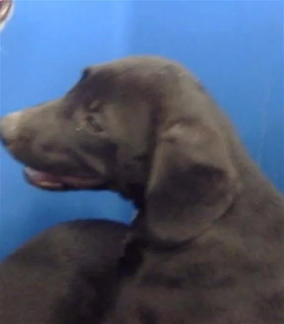 A baby large-sized female Mixed Breed dog named Willow for adoption in Dallas, TX