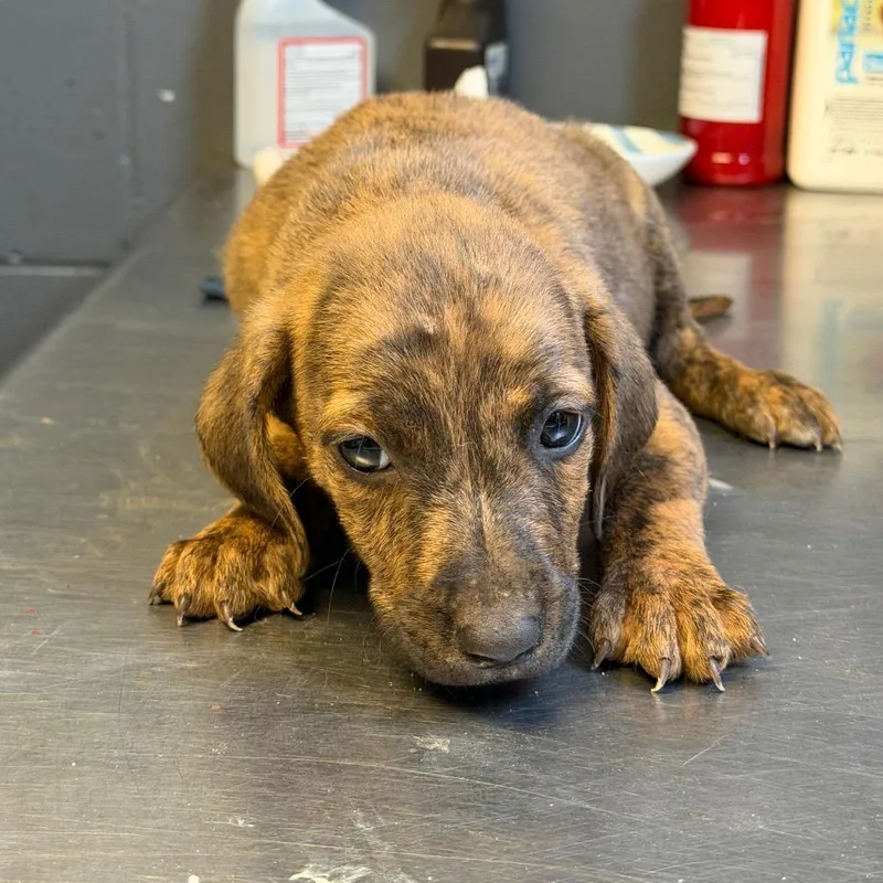 A baby medium-sized male Brindle Pit Bull Terrier dog named Costco for adoption in Tuscaloosa, AL