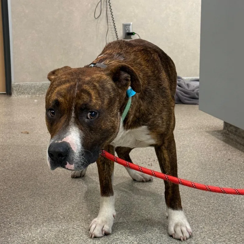 An adult large-sized male Brindle Mixed Breed dog named Sparticus for adoption in Jacksonville, FL