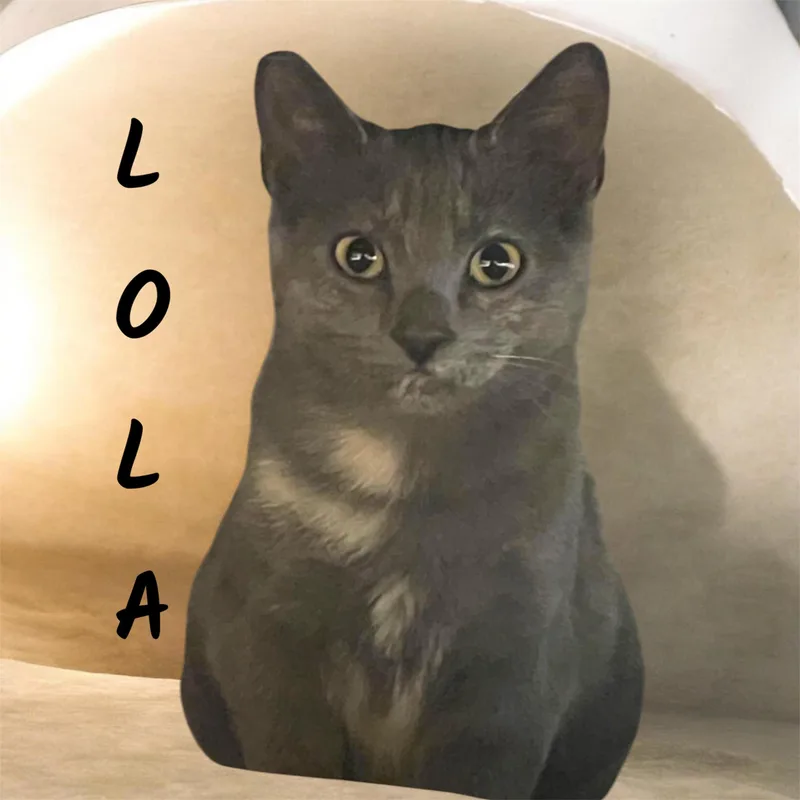 A young medium-sized female Dilute Tortoiseshell Domestic Short Hair cat named Lola for adoption in Auburn, CA