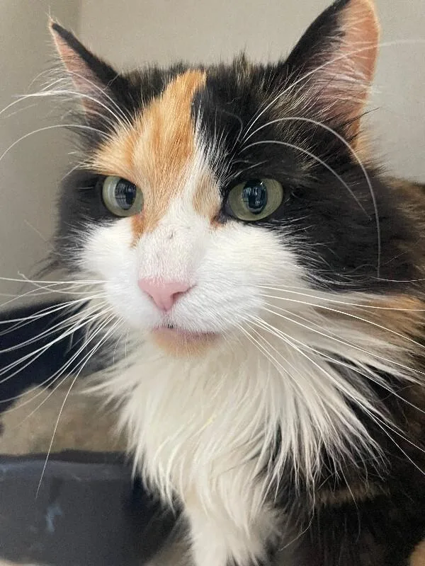 An adult medium-sized female Calico Domestic Long Hair cat named Lacey Ribbons for adoption in Fort Collins, CO