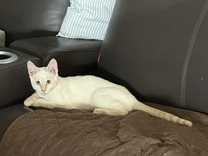 A baby small-sized male Orange & White Domestic Short Hair cat named Ranger for adoption in Dallas, TX
