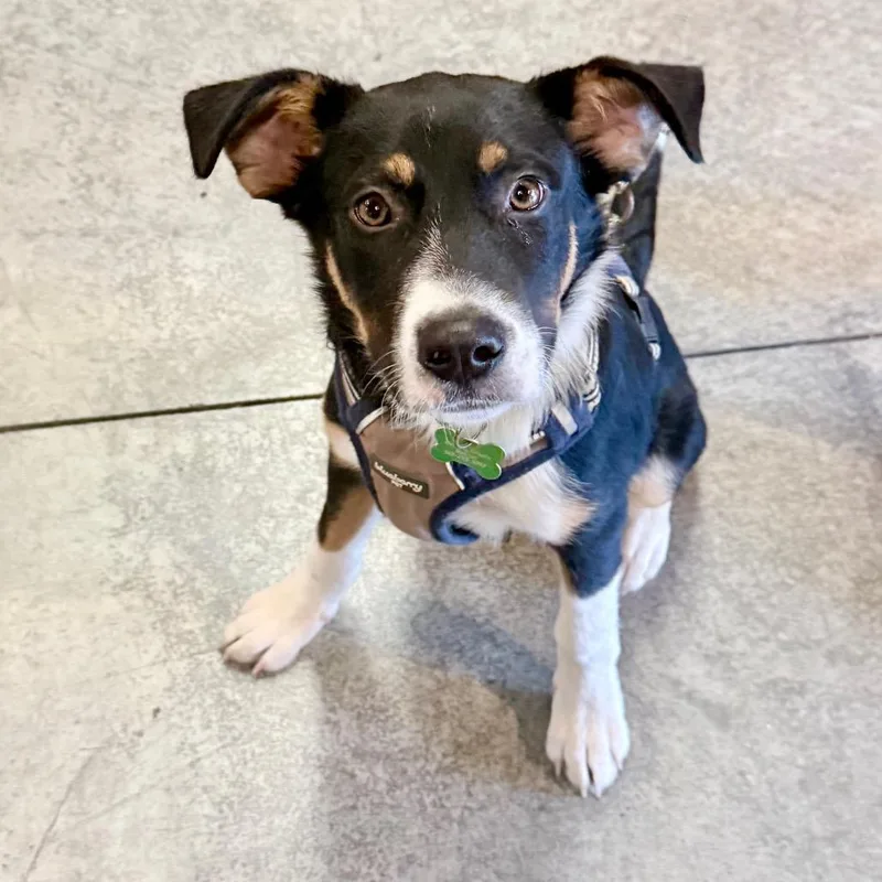 A young small-sized male Shepherd dog named Bowen for adoption in Crystal, MN