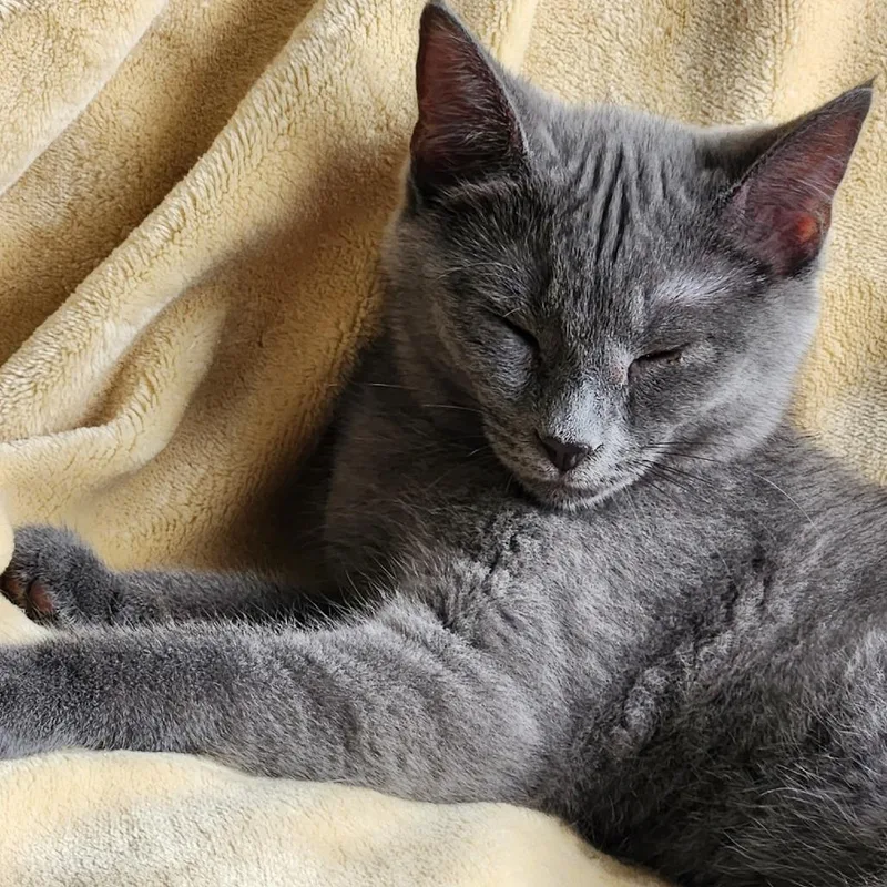 Louise