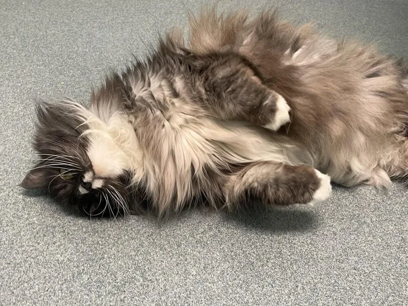 A senior large-sized female Gray & White Domestic Long Hair cat named Miss Priss for adoption in Trenton, ME