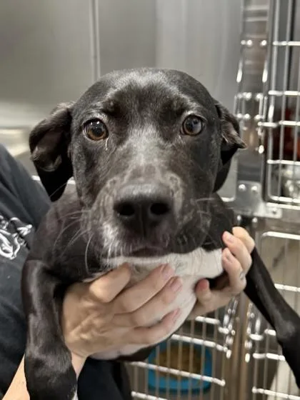 A baby medium-sized female Labrador Retriever dog named Shallan for adoption in Cumming, GA