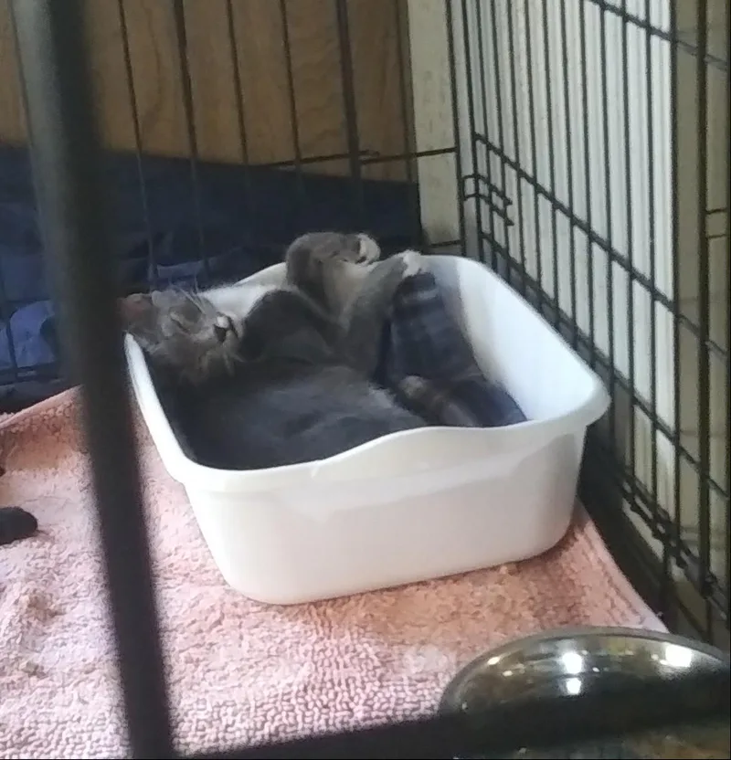 A baby medium-sized female Gray & White Domestic Short Hair cat named Blaine for adoption in Port Wentworth, GA