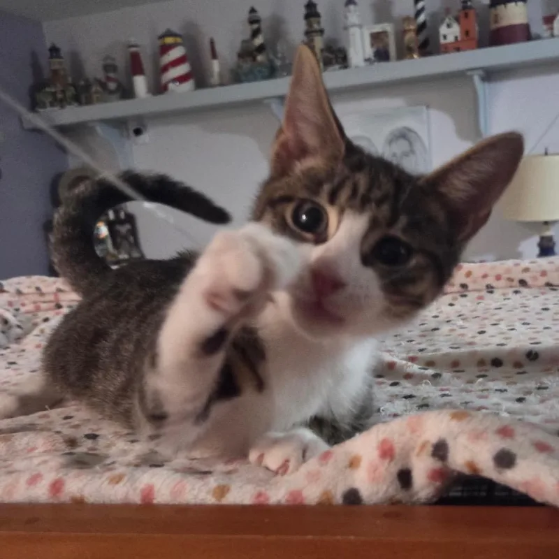 A baby small-sized male Brown / Chocolate Domestic Short Hair cat named Biscuit for adoption in Philadelphia, PA