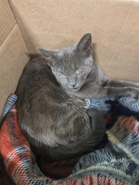 A young medium-sized male Domestic Short Hair cat named Falafel for adoption in Louisville, KY