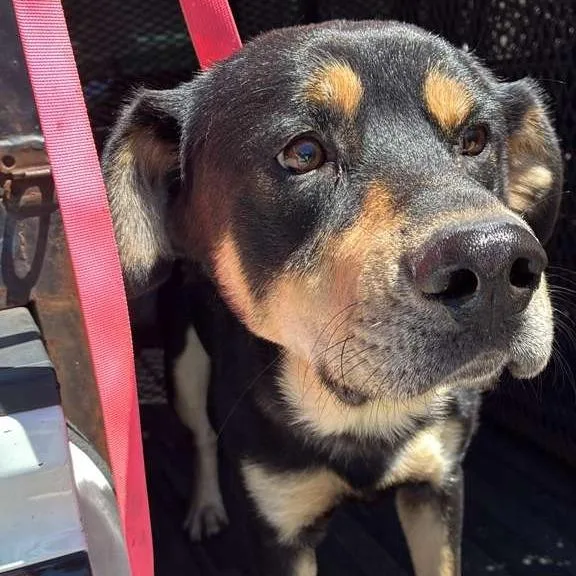An adult medium-sized male Black Mixed Breed dog named Chase for adoption in Gadsden, AL