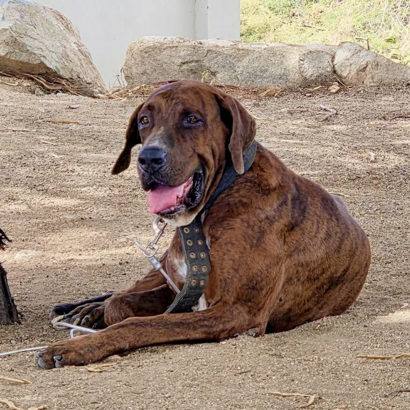 An adult small-sized male Brindle Mastiff dog named Beertje for adoption in Northbrook, IL