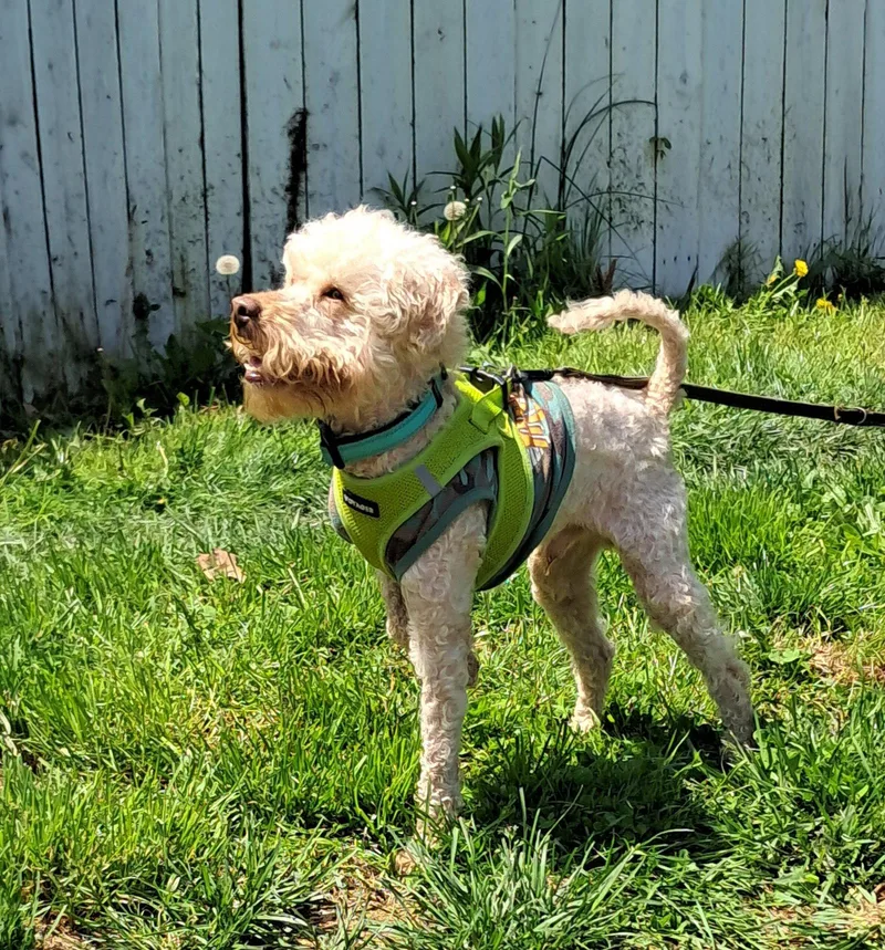 A young small-sized male Poodle dog named Alfredo for adoption in Harrisburg, PA