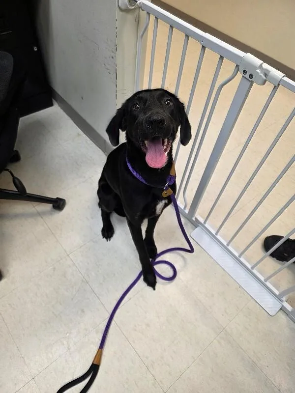 An adult large-sized female Black Labrador Retriever dog named Zeta for adoption in Disputanta, VA